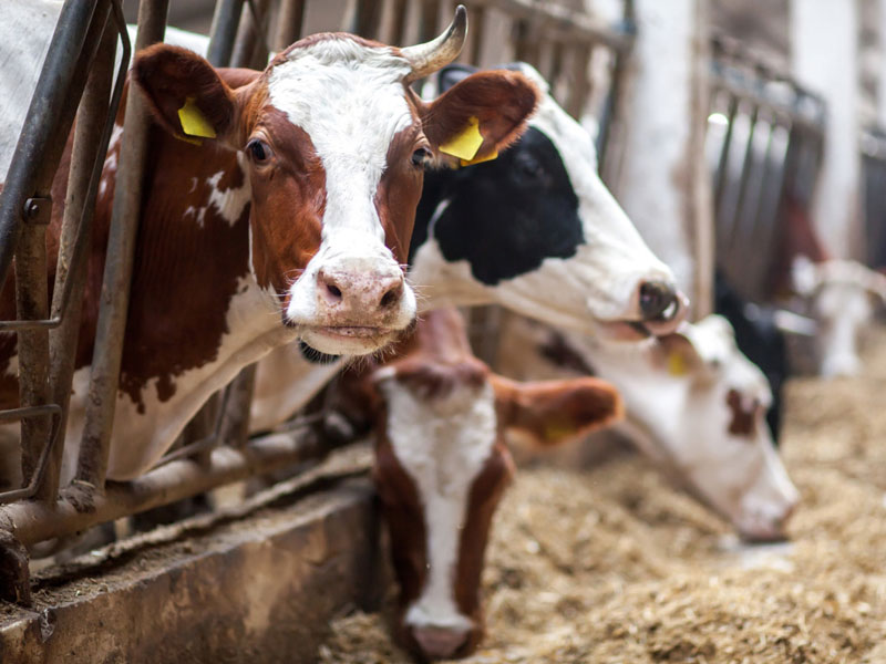 Livestock Production