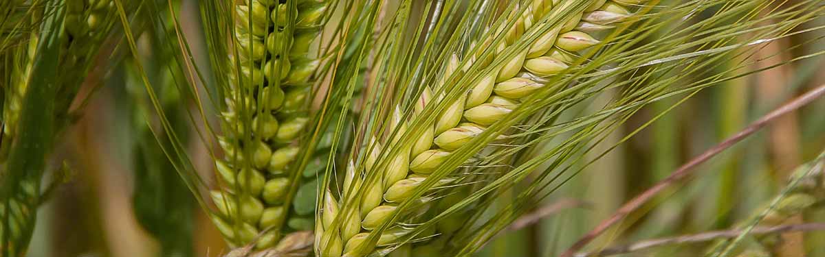 Bio Agricert Sertifikasyon